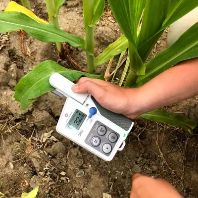 tester_clorofila_fructe_plante