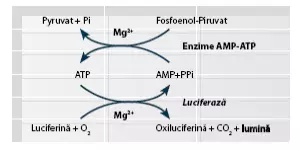 lumitester_pd-30
